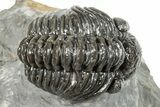 Phacopid (Adrisiops) Trilobite - Jbel Oudriss, Morocco #251656-1